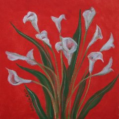 Calla Lilies